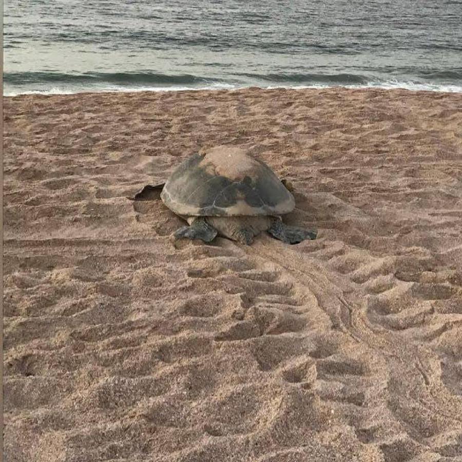 Turtle Guest House Сур Екстер'єр фото